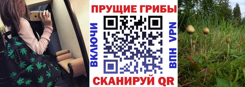 Псилоцибиновые грибы Psilocybe  Купить закладки  Инза 